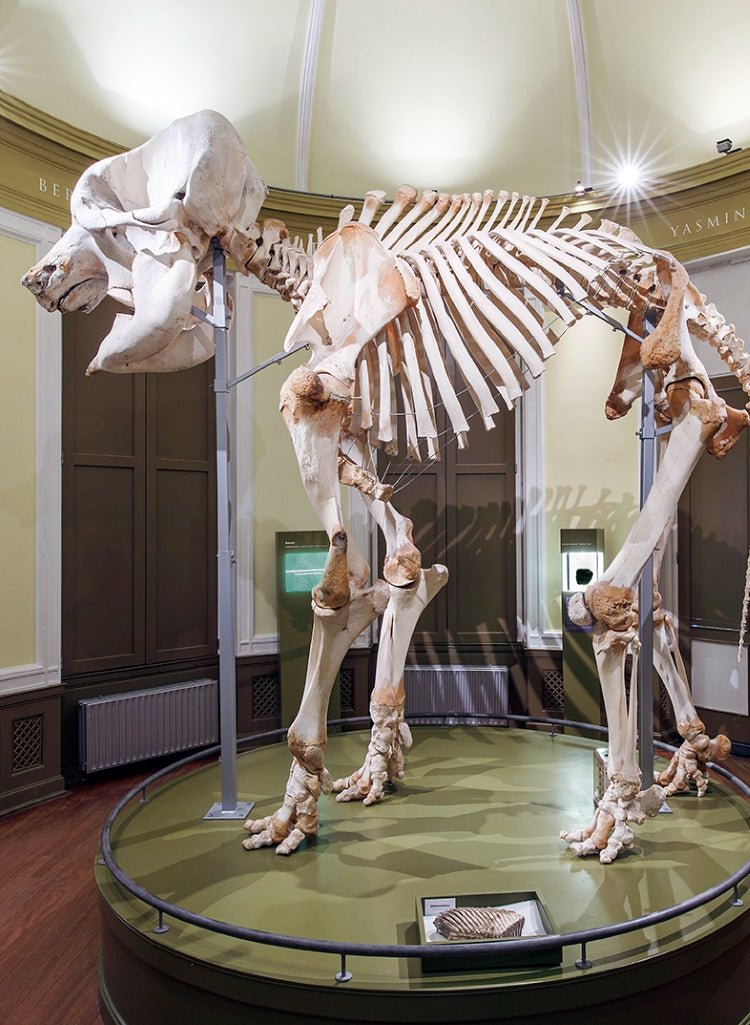 Natural History Museum Rotterdam inside view wit a dinosaur skeleton.